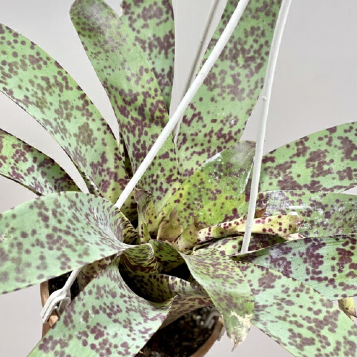 楽天市場 観葉植物 フリーセア グッタツスレイシー 吊り鉢 遊恵盆栽 楽天市場店 楽天市場 観葉植物 フリーセア グッタツスレイシー 吊り鉢 遊恵盆栽 楽天市場店