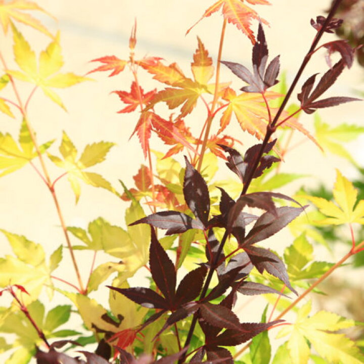 楽天市場 送料無料 庭木 植木 ツイストもみじシリーズ B お選びください 樹高 約60cm 全高 約80ｃｍ 青鴫立沢もみじ 笠置山もみじ 桂 もみじ ミレニアムレッドもみじ 遊恵盆栽 楽天市場店