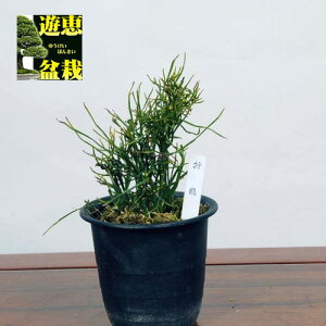 ÓT|AFti}cojuܒ߁v*܂΂