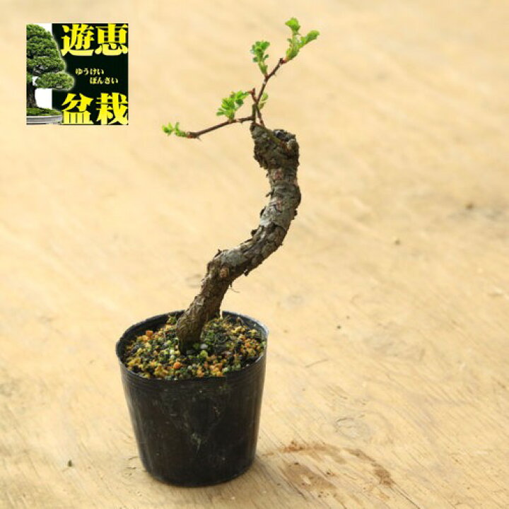 楽天市場】苗：テリハノイバラ（照葉野茨） : 遊恵盆栽 楽天市場店