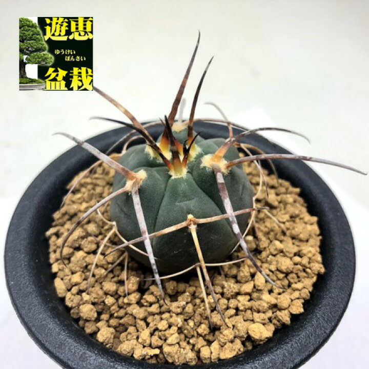 楽天市場】サボテン：ギムノカリキウム 光琳玉*幅3cm ☆赤松実生 