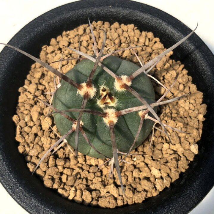 楽天市場】サボテン：ギムノカリキウム 光琳玉*幅3cm ☆赤松実生 