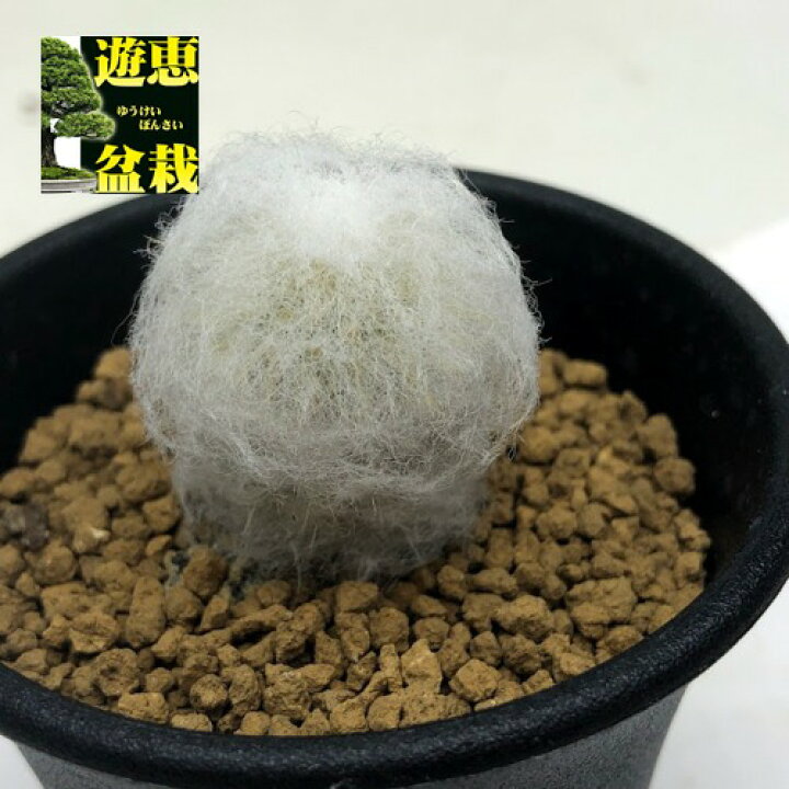 楽天市場 サボテン エスポストア 幻楽 実生 幅2ｃｍ 遊恵盆栽 楽天市場店