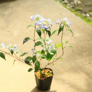 あじさい 苗 観葉植物の人気商品 通販 価格比較 価格 Com