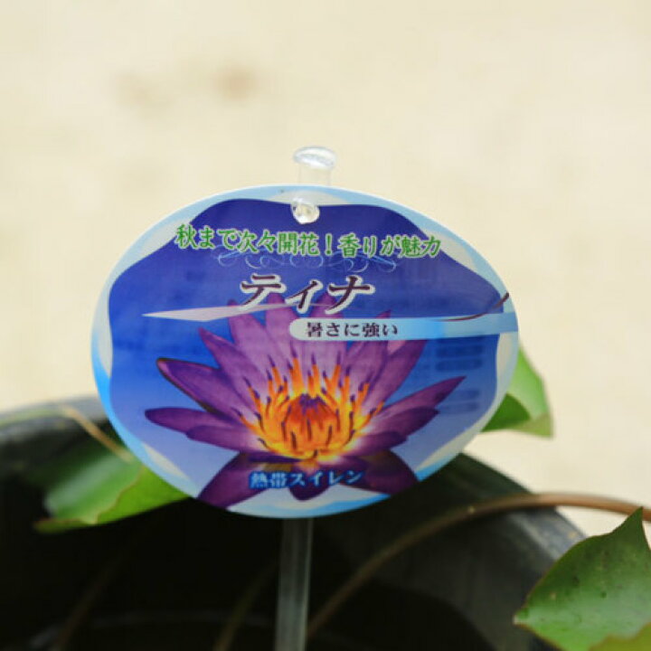 楽天市場 水生植物 苗 庭木 熱帯スイレン すいれん 大株 ティナ バケツ付き 遊恵盆栽 楽天市場店