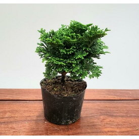 苗：津山桧　小（つやまひのき）*ツヤマヒノキ