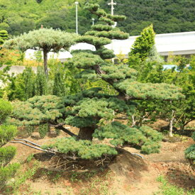 楽天市場 庭木 松 植木 ガーデニング 農業 花 ガーデン Diyの通販
