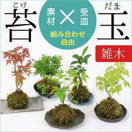 【お中元 夏ギフト】【即日出荷可】選べる雑木シリーズ 組み合わせ自由：苔玉×受け皿 *オリジナル　盆栽…