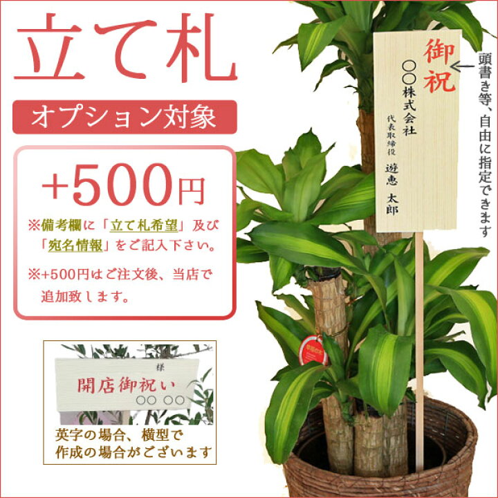 楽天市場】観葉植物：ドラセナ コンパクタ シュエット鉢植え 受皿付 