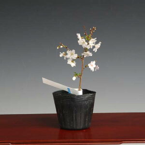 苗 富士桜 植木 盆栽の人気商品 通販 価格比較 価格 Com