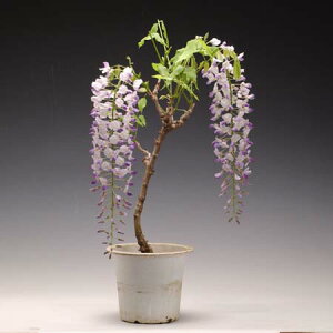 cF˓()* ӂ tW fuji ΂̃J[e I Ăɋ Wisteria floribunda