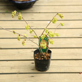 楽天市場 トサミズキ 盆栽 花 観葉植物 花 ガーデン Diyの通販