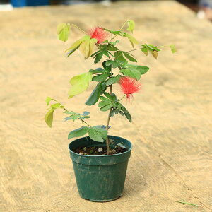 cFlilG炫lj@g1778@˂ށ@