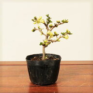 苗：白花長寿梅*　ちょうじゅばい　チョウジュバイ
