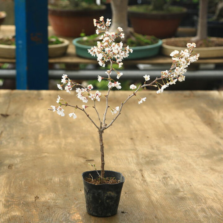 苗:富士桜(湖上の舞)大*ふじさくら サクラ 遊恵盆栽 苗:琳宝桜*(淋宝桜・りんぽうさくら・サクラ)