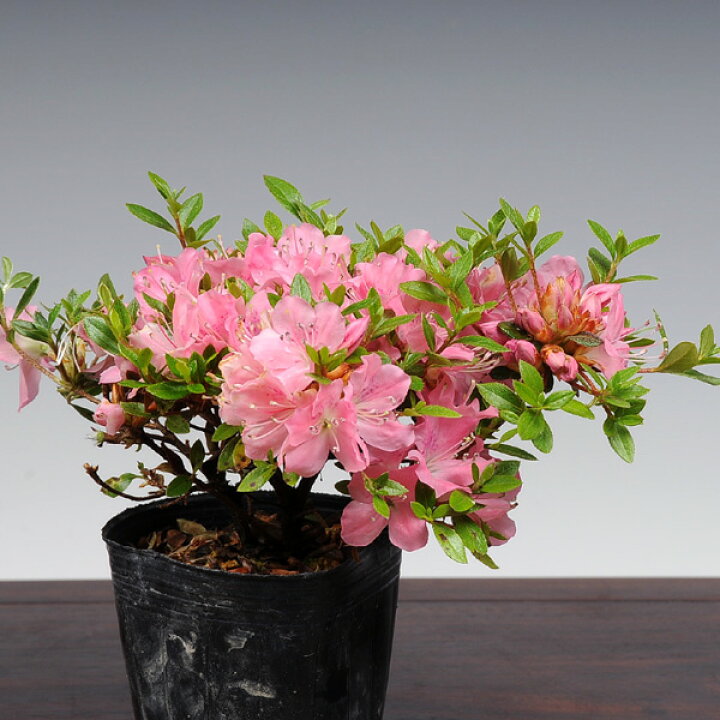 297円 人気ショップが最安値挑戦 庭木苗 オオムラサキツツジ 金星or銀星 297円 人気ショップが最安値挑戦 庭木苗 オオムラサキツツジ 金星or銀星