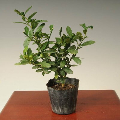 苗：キンズ（金豆）きんず*　金豆柑　きんずかん