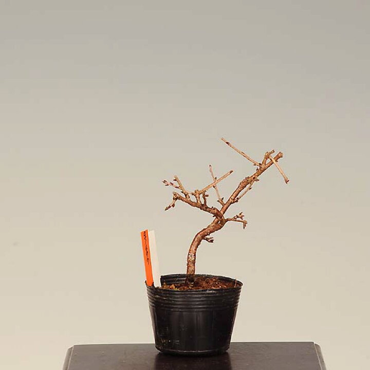 楽天市場】苗：富士桜（桃源) 盆栽に最適な桜の苗木 : 遊恵盆栽 楽天市場店