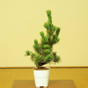 植木 盆栽 白の人気商品 通販 価格比較 価格 Com 植木 盆栽 白の人気商品 通販 価格比較 価格 Com