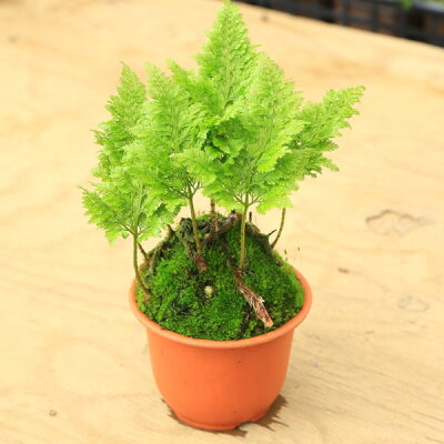 細かな模様が涼しい 和の心 シノブ Let S Green Life 細かな模様が涼しい 和の心 シノブ Let S Green Life