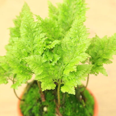 細かな模様が涼しい 和の心 シノブ Let S Green Life 細かな模様が涼しい 和の心 シノブ Let S Green Life
