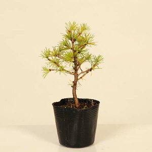 苗:から松(落葉松)*カラマツ