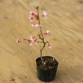楽天市場 桜 盆栽 苗の通販
