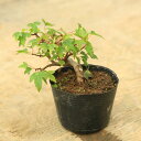盆栽苗：美濃楓（みのかえで）*カエデ　八房楓