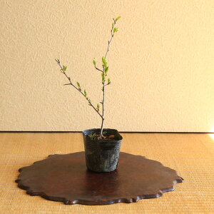 cF낤`@s̎lGisg̎lGij