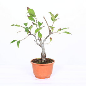 苗：花かいどう*（花海棠）/（垂糸海棠）