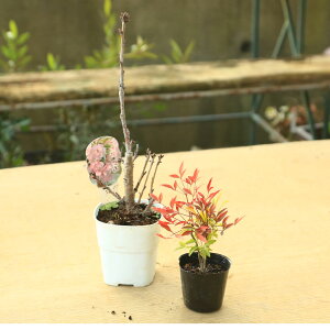 �x�X�g�Z�b�g��؁F�g����V(��)�{���R��*�@�Ȃ�Ă�@������