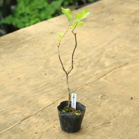 苗：つる梅もどき(オス)*　ツルウメモドキ　蔓梅擬