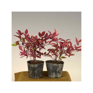 �c�F��V2��*�@�Ȃ�Ă�@�i���e��