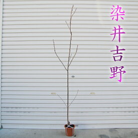 楽天市場 ソメイヨシノ 鉢植えの通販