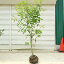 楽天市場】アオダモ 株 立ち 3mの通販