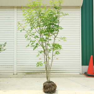 @؁FAI_iRomglRj*i2-4{xjX܂@140cm@S150cm@SGWi^ijI@