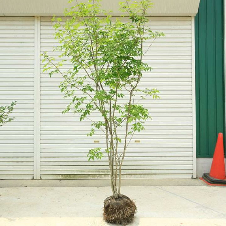 楽天市場】☆送料無料☆ 庭木：アオダモ（コバノトネリコ）*株立ち（2 