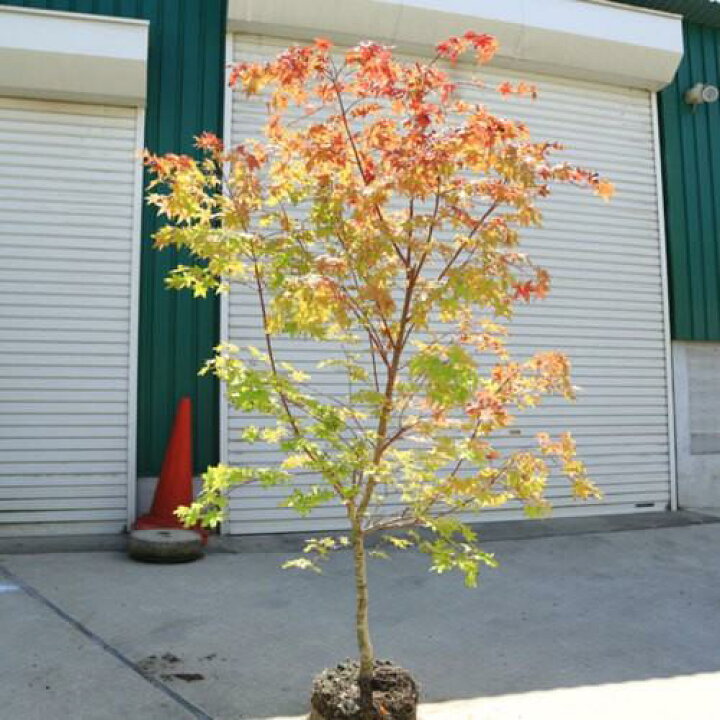 楽天市場】☆送料無料☆ 庭木：山もみじ（モミジ）* 樹高：約150cm 