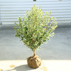 @؁FqCMiЂ炬jV}qCM*60cm