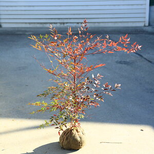 @؁EcFViԓVjȂĂ@50cm*ie