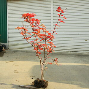 ؁@A؁@lCiIFRnE`JGfi݂j*~W@140cm*}ց@͂킩Ł@@gt