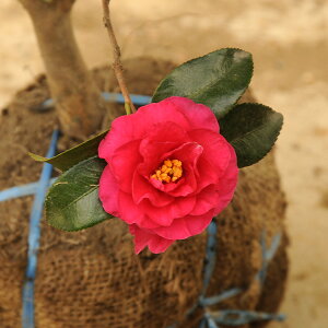 ؁Fց@q*@TUJ/΂@JcoL