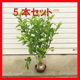 楽天市場 植木 種類 植物 クチナシ ガーデニング 農業 花 ガーデン Diy の通販 楽天市場 植木 種類 植物 クチナシ ガーデニング 農業 花 ガーデン Diy の通販