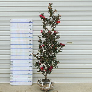 ؁Fցi΂jiYjTUJ/΂*@F120cm@SF140cm@}g