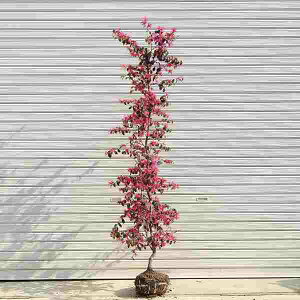 トキワマンサクの通販 価格比較 価格 Com