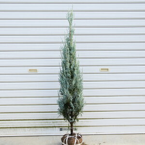 ؁FRjt@[EB`b^u[@iEBb`b^u[j*F80cm ɂӂ[ Ԃ[