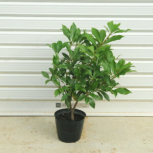 ؁EcFVLriVL~j*ԁ@S̃|bgc@}֔ 