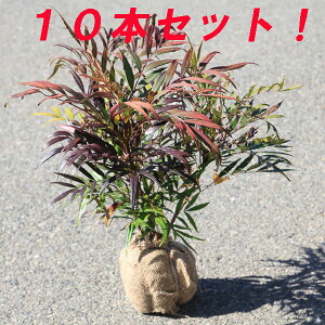 @؁F}zjARt[TiחtqCMiej*@10{Zbg