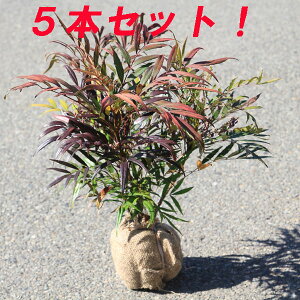 ؁F}zjARt[TiחtqCMiej*@5{Zbg@!(^^)!@܂قɂӂ[