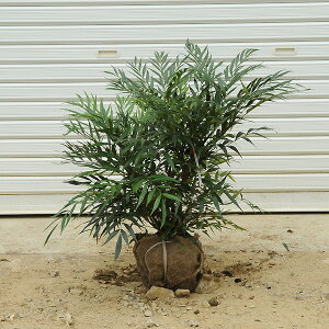 ؁F}zjARt[TiחtqCMie) *H:40cm@܂قɂӂ[